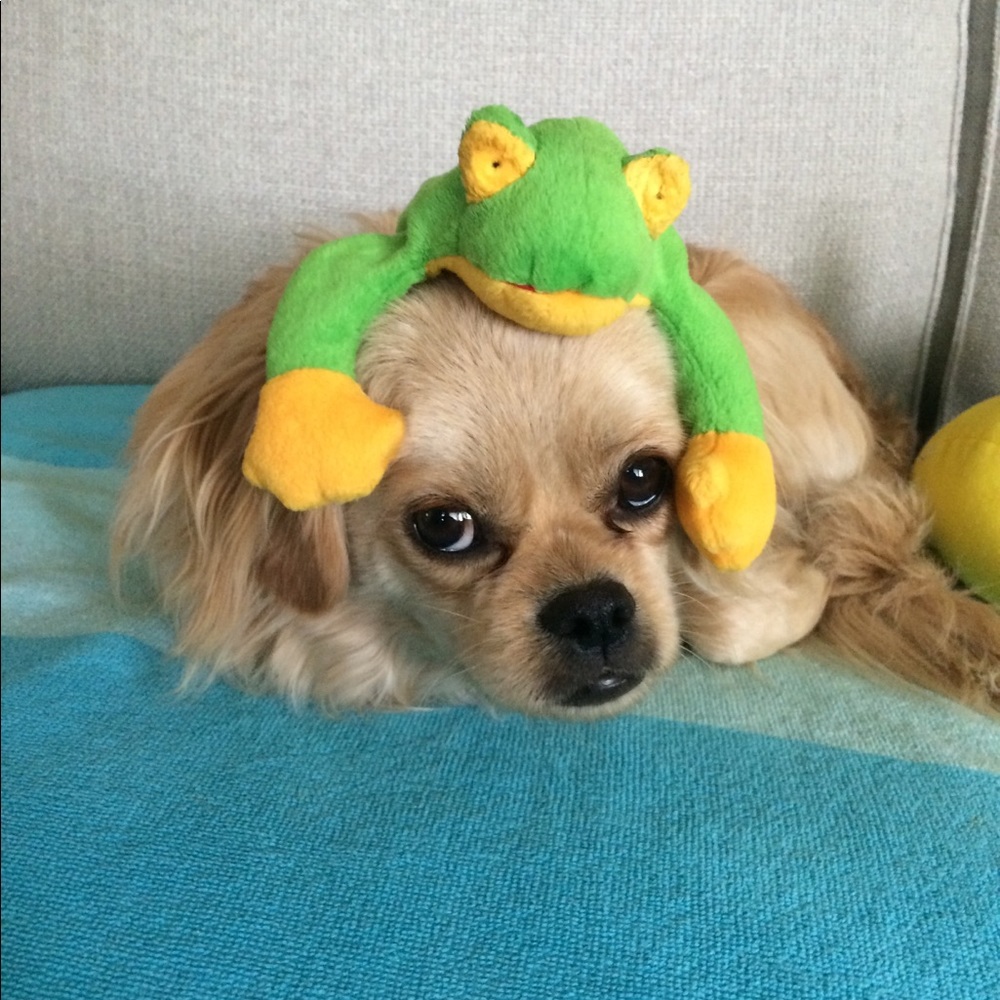 Meet your Posher, Patricia